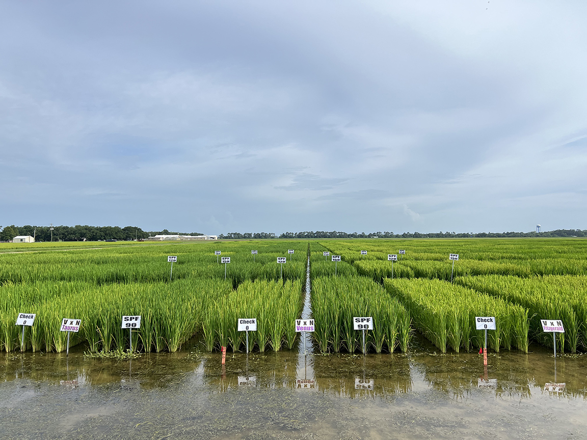 AgCenter researchers work to update recommendations for fertilizer, seed rate water usage
